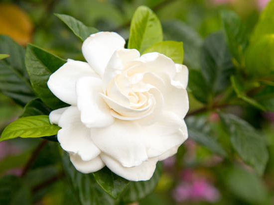 Tiaré 'Double mint'