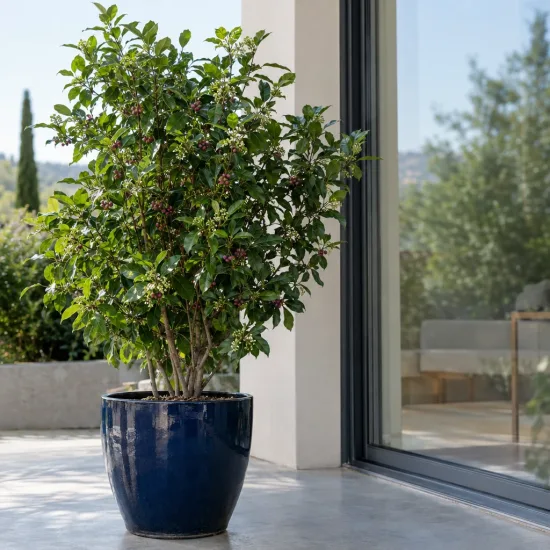 Thé du paraguay (Ilex paraguariensis) — grand arbuste en pot sur terrasse moderne · Photo d'illustration