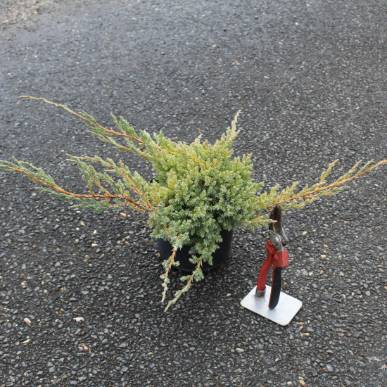 Genévrier écailleux 'Blue Carpet'