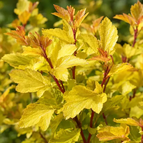 Physocarpe pourpre 'Angel gold' (Physocarpus opulifolius)