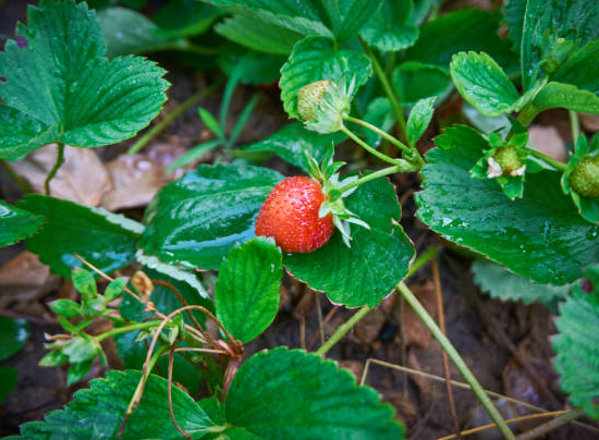 Fraisier 'Darselect'
