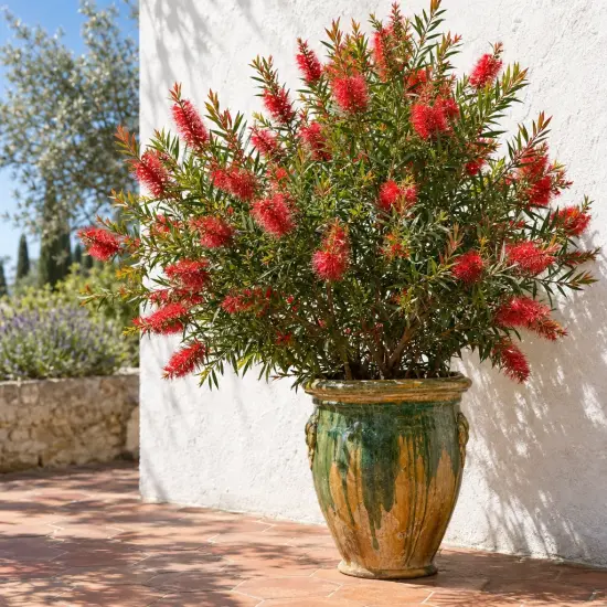 Rince-bouteilles 'Leavy' (Callistemon) — arbuste fleuri en pot vernissé sur terrasse