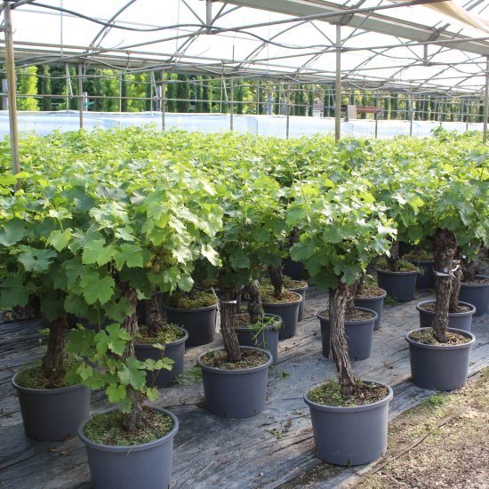 Vigne 'De table'