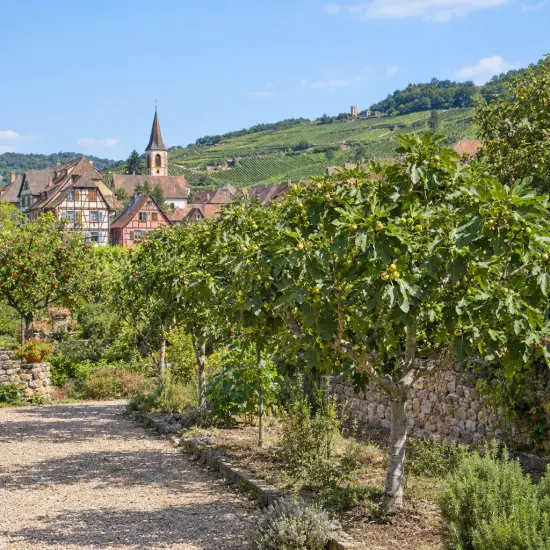 Figuier 'Blanquette' (Ficus carica) — alignement d'arbres fruitiers devant village viticole