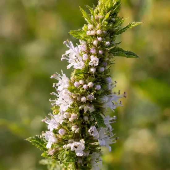 Menthe marocaine 'Moroccan' (Mentha spicata) — épi floral avec petites fleurs lilas en gros plan · Photo d'illustration