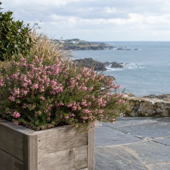 Bruyère 'Ghost hills rose' (Erica darleyensis) — buisson à petites fleurs roses dans bac bois · Photo d'illustration