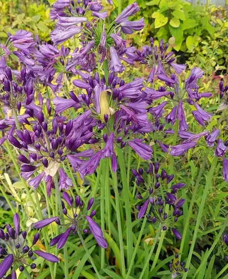 Agapanthus 'Poppin' purple'