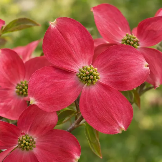 Cornouiller à fleurs américain 'Rubra' (Cornus florida) — gros plan sur inflorescences rouges ouvertes · Photo d'illustration
