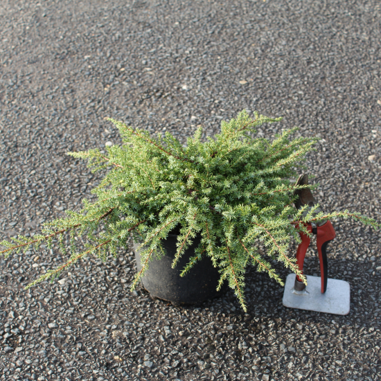 Genévrier commun 'Repanda'