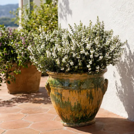 Bruyère 'White perfection' (Erica) — arbuste aux petites fleurs blanches en pot patiné · Photo d'illustration