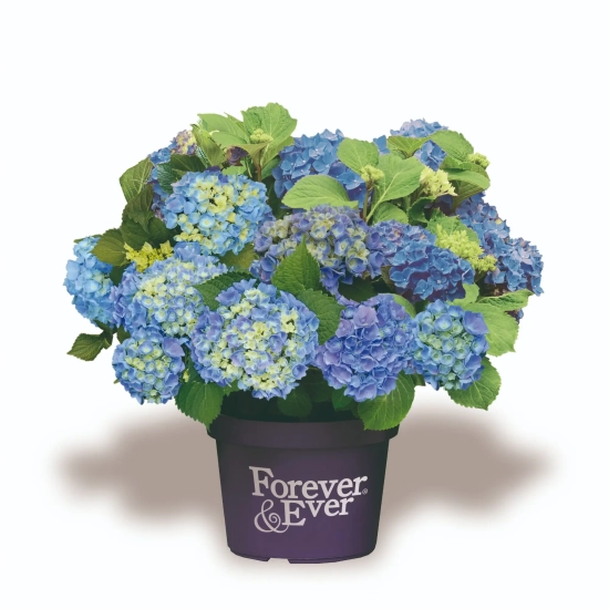 Hortensia 'Forever and ever bleu'