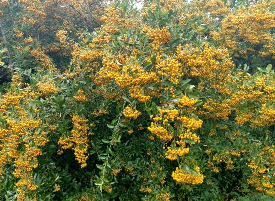 Buisson-ardent 'Jaune cadaune'