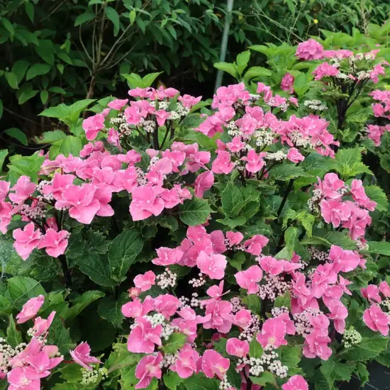 Hortensia 'So long aya'