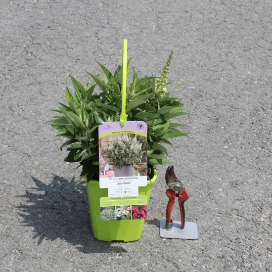 Arbre aux papillons 'petit blanc' — Pot garden globe
