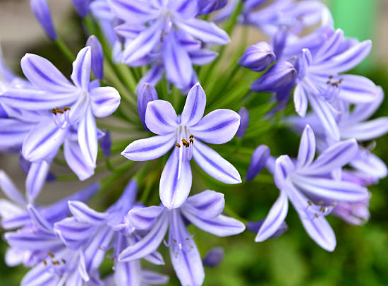 Agapanthe 'Poppin star'