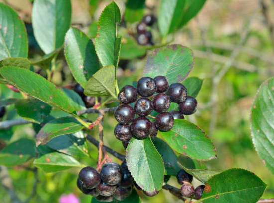 Cassissier 'Andega'