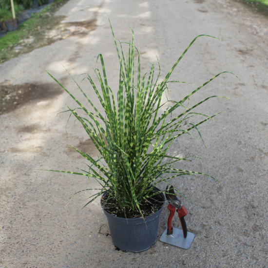 Miscanthus 'Gold bar'