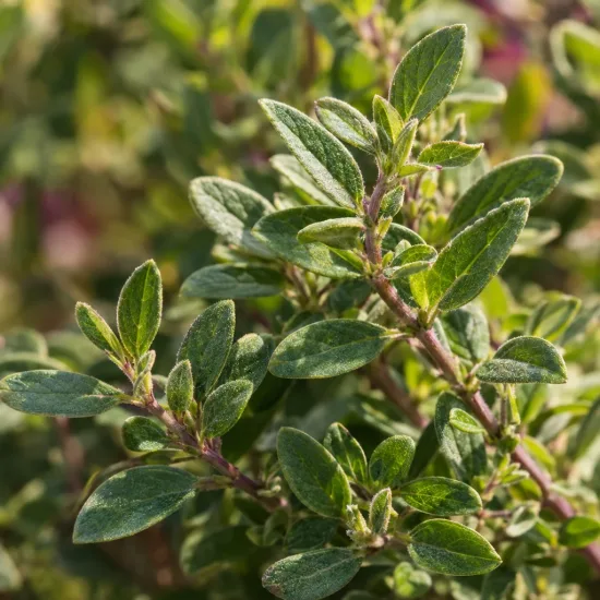 Sauge arbustive rose foncé 'Hot pink' (Salvia greggi) — gros plan de petites feuilles vertes ovales · Photo d'illustration
