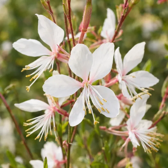 Gaura 'Whirling butterflies' (Gaura lindheimeri) — grappes de petites fleurs blanches ouvertes