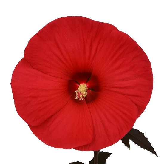 Hibiscus des marais 'Geant red'