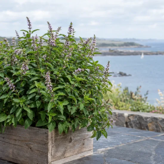Menthe madagascar 'Madagascar' (Mentha) — grand plant aromatique fleuri en bac bois, terrasse côtière · Photo d'illustration