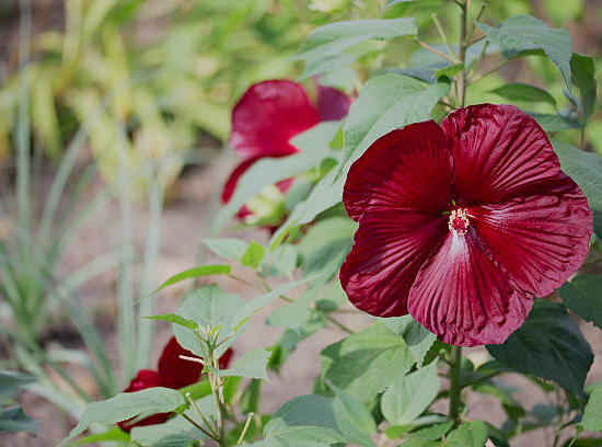 Hibiscus des marais 'Red wine'