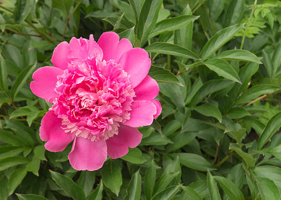 Pivoine 'Karl rosenfield rose framboise'