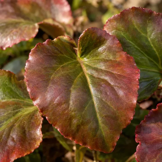 Bergénie à feuilles cordées 'Rotblum' (Bergenia cordifolia) — gros plan sur grandes feuilles brillantes vert brun rouge · Photo d'illustration