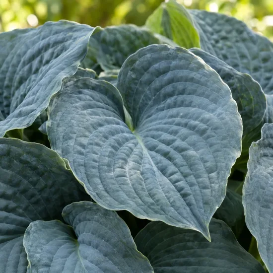 Hosta 'Elegans' (Hosta sieboldiana) — gros plan sur large feuillage gaufré · Photo d'illustration
