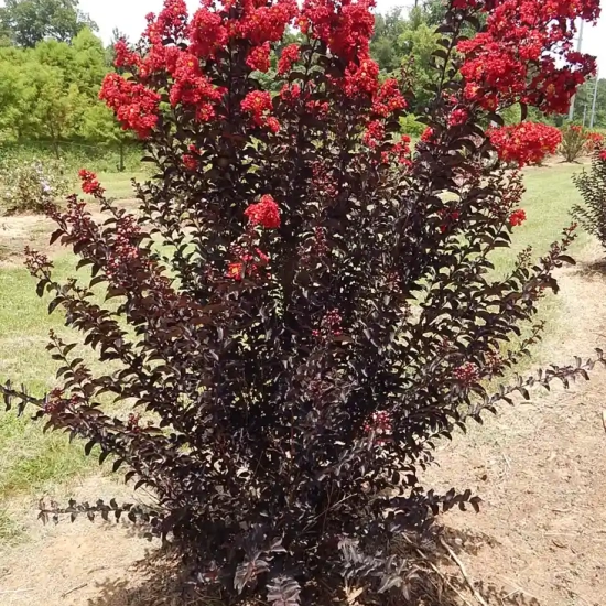 Lilas des indes 'Crimson red'