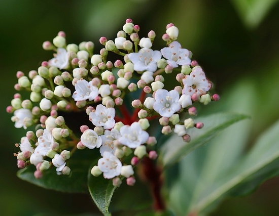 Viburnum tinus