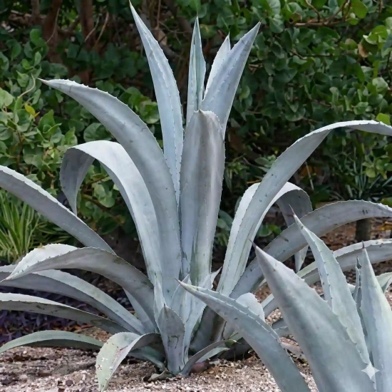 Agave franzosinii