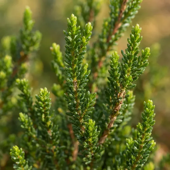 Bruyère commune 'Stephanie blanc' (Calluna vulgaris) — Photo d'illustration, photo 4