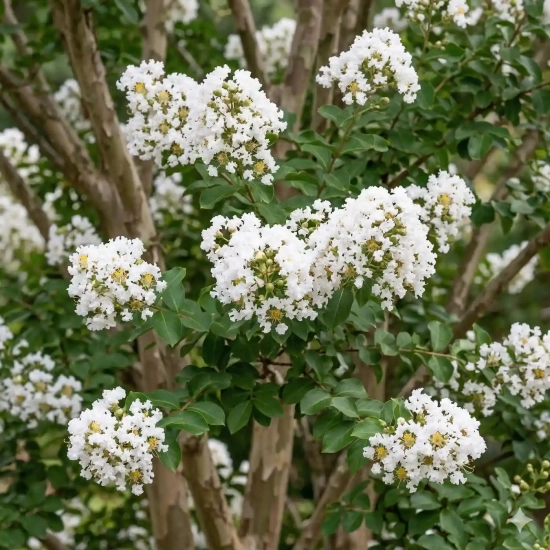 Lilas des indes 'Neige d'été®'