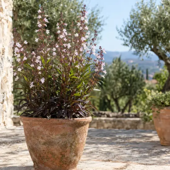 Pénstémon 'Husker red' (Penstemon) — plante en pot fleurie sur terrasse ensoleillée