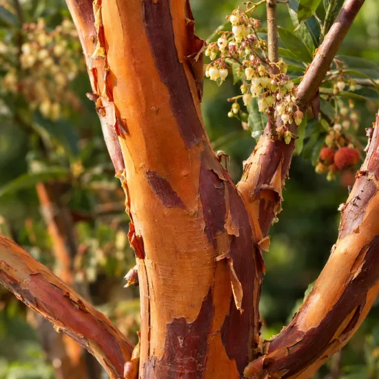 Arbousier de chypre (Arbutus andrachnoides) — tronc à écorce qui pèle avec grappes fleuries