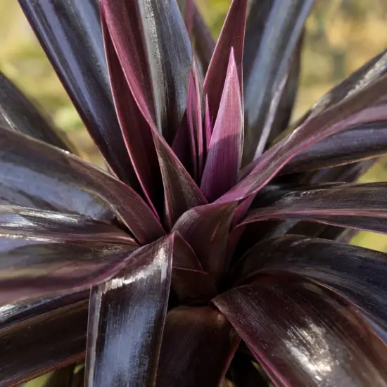 Cordyline 'Obtecta superstar' (Cordyline australis) — gros plan sur feuillage en longues lanières brillantes