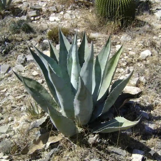 Agave  scabra