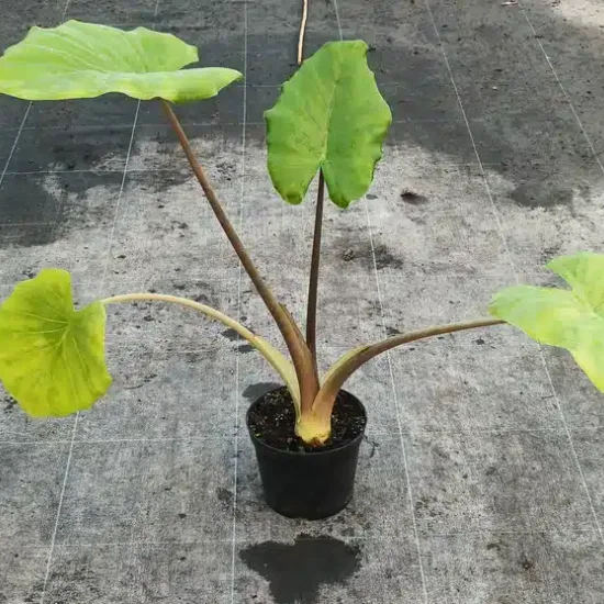 Oreille d'elephant géante 'Borneo giant pink stem' (Alocasia macrorrhiza) — jeune plante à grandes feuilles vertes en pot · Pot 2.5L