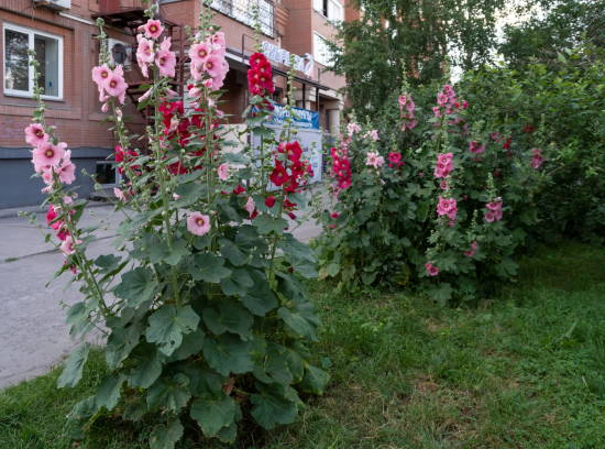 Hibiscus des marais 'Rosea'