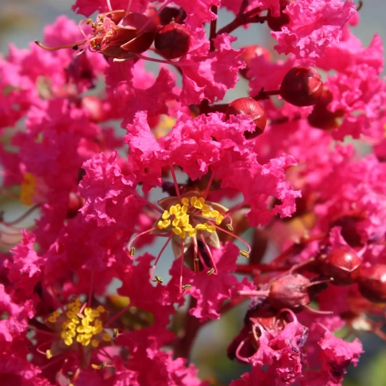 Lilas des indes 'St emilion'