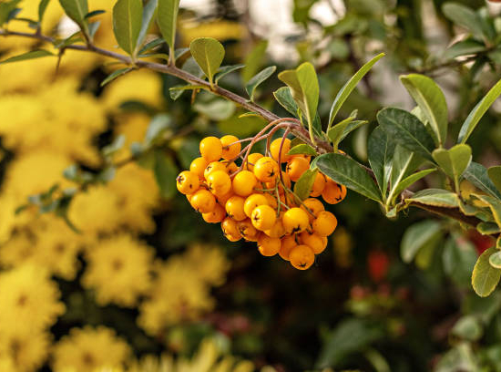 Buisson-ardent 'Jaune cadaune'