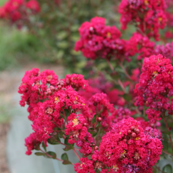 Lilas des indes 'Berry dazzle'