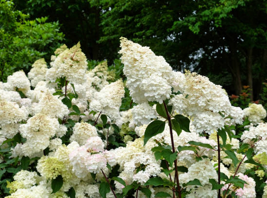 Hortensia paniculé 'Limelight'