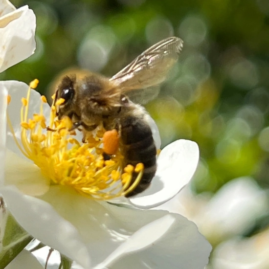 Rosier 'Alba visamalbi'