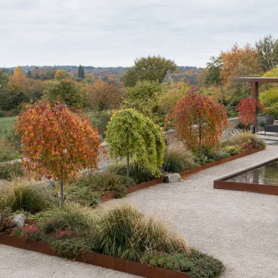 Érable du japon 'Emerald' (Acer) — petits arbres colorés alignés dans un jardin contemporain
