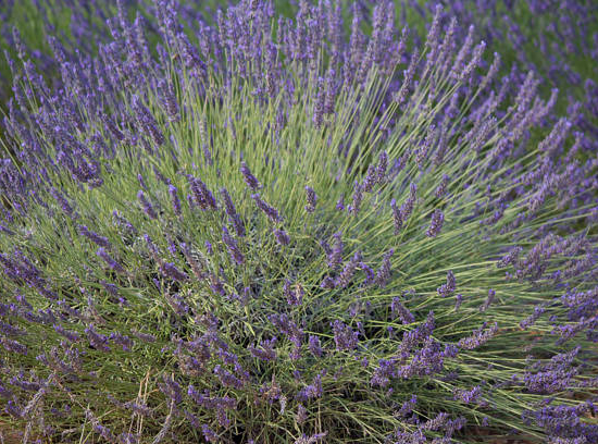 Lavandin 'Phenomenal'