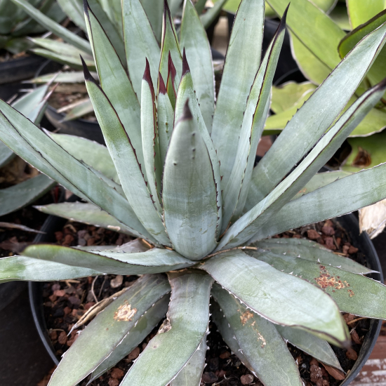 Agave  blue emperor