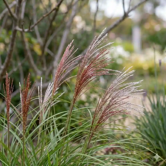 Miscanthus 'Ferner osten'