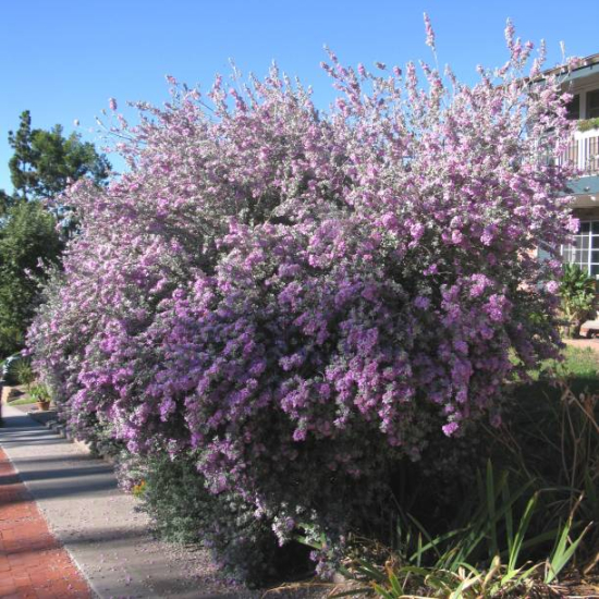 Sauge du désert 'Compactum'